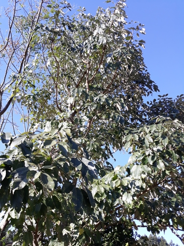 Image of Handroanthus albus by (c) Edson Luis Fabro Gasperin, some rights reserved (CC BY-SA)