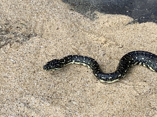 Diamond Python sighting