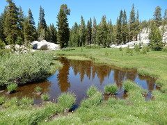 Bistorta bistortoides