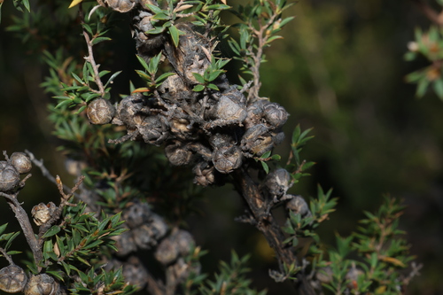Image of Stiff Tea Tree (Leptospermum arachnoides) by (c) Greg Tasney, some rights reserved (CC BY-SA)