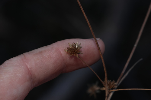 Image of Juncus prismatocarpus by (c) Greg Tasney, some rights reserved (CC BY-SA)