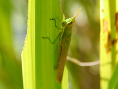 Leptysma marginicollis marginicollis