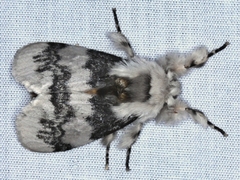 Iropoca rotundata