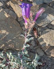 Penstemon purpusii