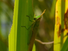 Leptysma marginicollis marginicollis