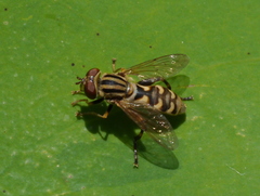 Anasimyia