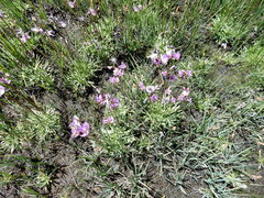 Primula jeffreyi
