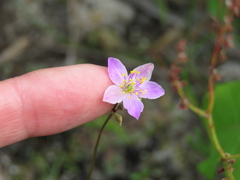Phemeranthus rugospermus