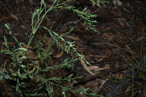 Image of Olax stricta by (c) Greg Tasney, some rights reserved (CC BY-SA)