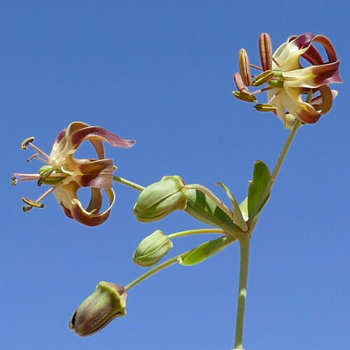 Hexacyrtis dickiana