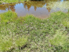 Primula jeffreyi