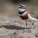 New Zealand Double-banded Plover - Photo (c) Samuel Amaris, some rights reserved (CC BY-NC), uploaded by Samuel Amaris