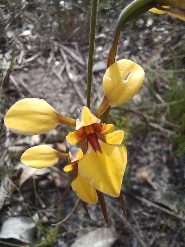 Diuris laevis observed 2024-09-08
