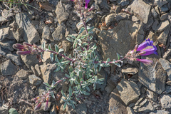 Penstemon purpusii