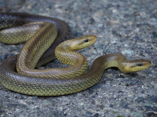 Aesculapian Snake