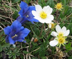 Gentiana clusii