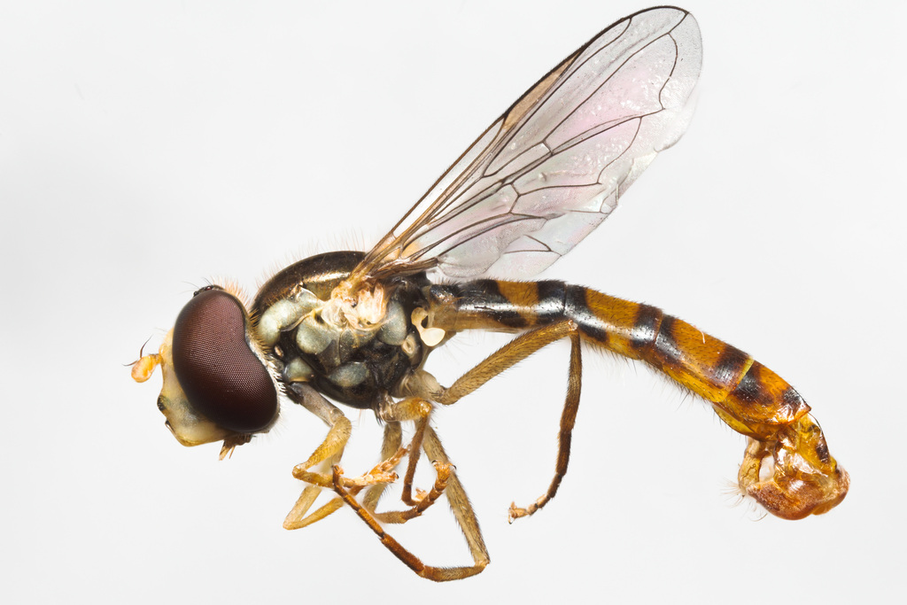 Sphaerophoria virgata