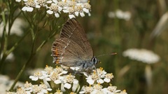 Satyrium acaciae