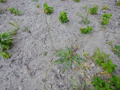 Plantago lanceolata