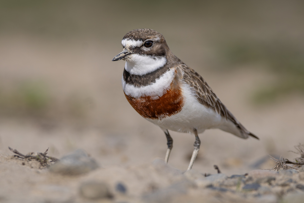 Double-banded Plover photo
