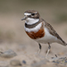 Double-banded Plover - Photo (c) Samuel Amaris, some rights reserved (CC BY-NC), uploaded by Samuel Amaris