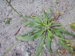 Plantago lanceolata
