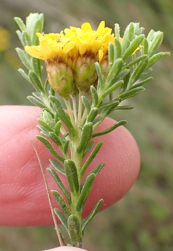 Oedera genistifolia (L.) Anderb. & K.Bremer
