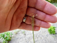 Plantago lanceolata