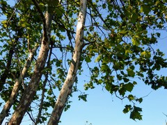 Platanus occidentalis