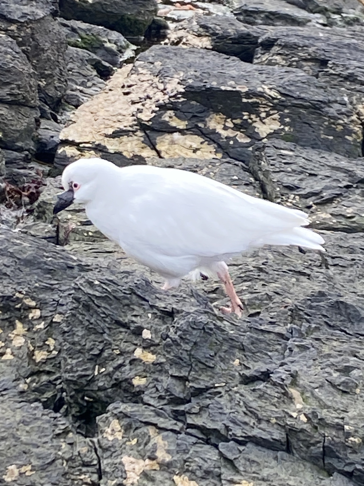 Black-faced Sheathbill (Chionis minor), photo 7