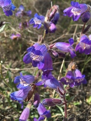 Penstemon gormanii