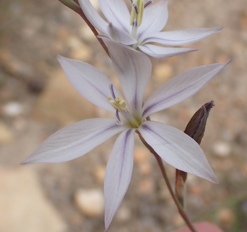 Star Pypie (Gladiolus stellatus)