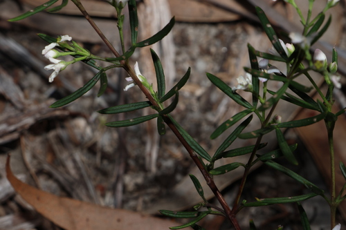 Image of Zieria laevigata by (c) Greg Tasney, some rights reserved (CC BY-SA)