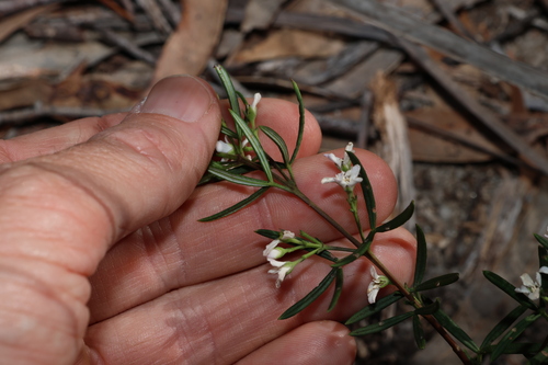 Image of Zieria laevigata by (c) Greg Tasney, some rights reserved (CC BY-SA)