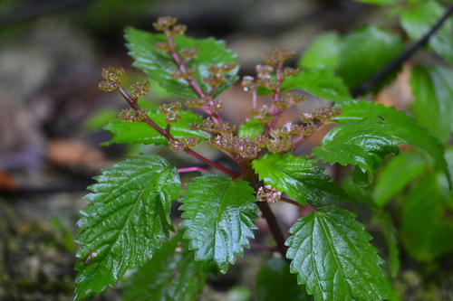 Laportea ruderalis