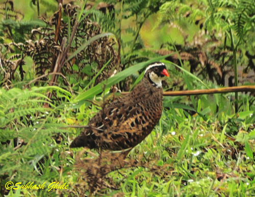 Painted Bush Quail (Perdicula erythrorhyncha), photo 5
