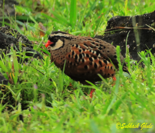 Painted Bush Quail (Perdicula erythrorhyncha), photo 4