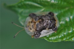 Helocassis testudinaria