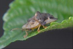 Helocassis testudinaria