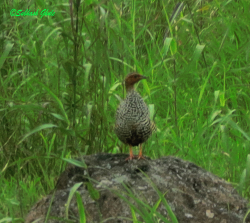 Painted Francolin (Francolinus pictus), photo 3