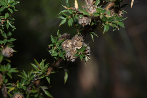 Image of Stiff Tea Tree (Leptospermum arachnoides) by (c) Greg Tasney, some rights reserved (CC BY-SA)
