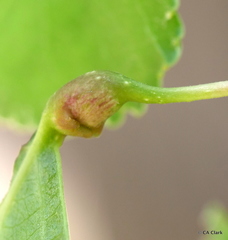 Pemphigus obesinymphae