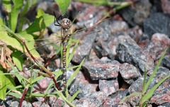 Rhionaeschna absoluta