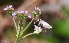 Chiomara asychis