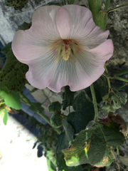 Alcea