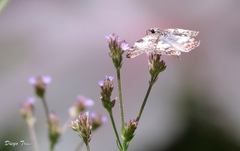 Chiomara asychis