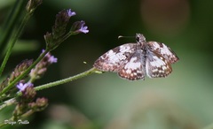 Chiomara asychis