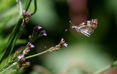 Chiomara asychis