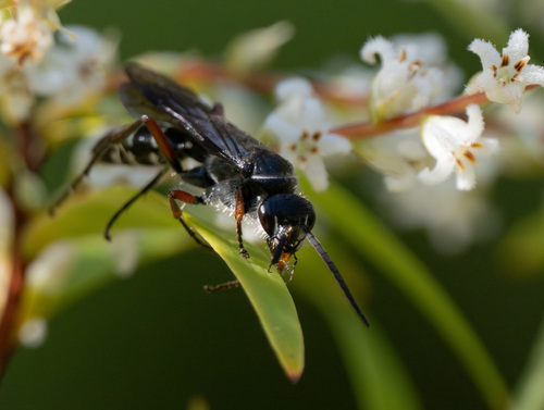 Blue Ant photo 5