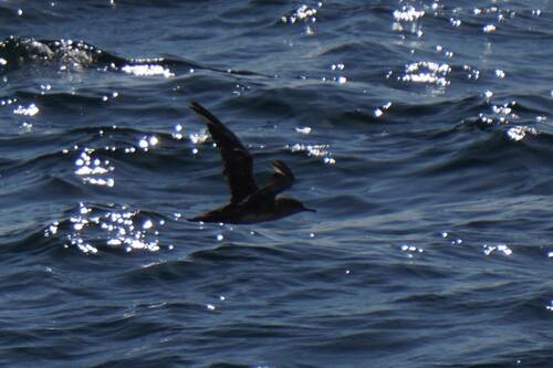 Pardela balear (Puffinus mauretanicus)
